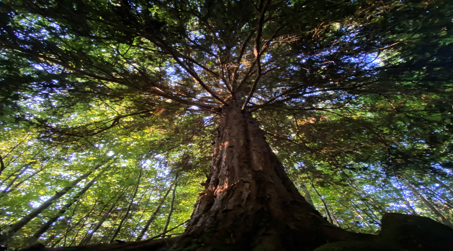 Jahrhunderte schon horcht Eibenbaum, er weiss alles, das Gedächtnis vom Chärwald.