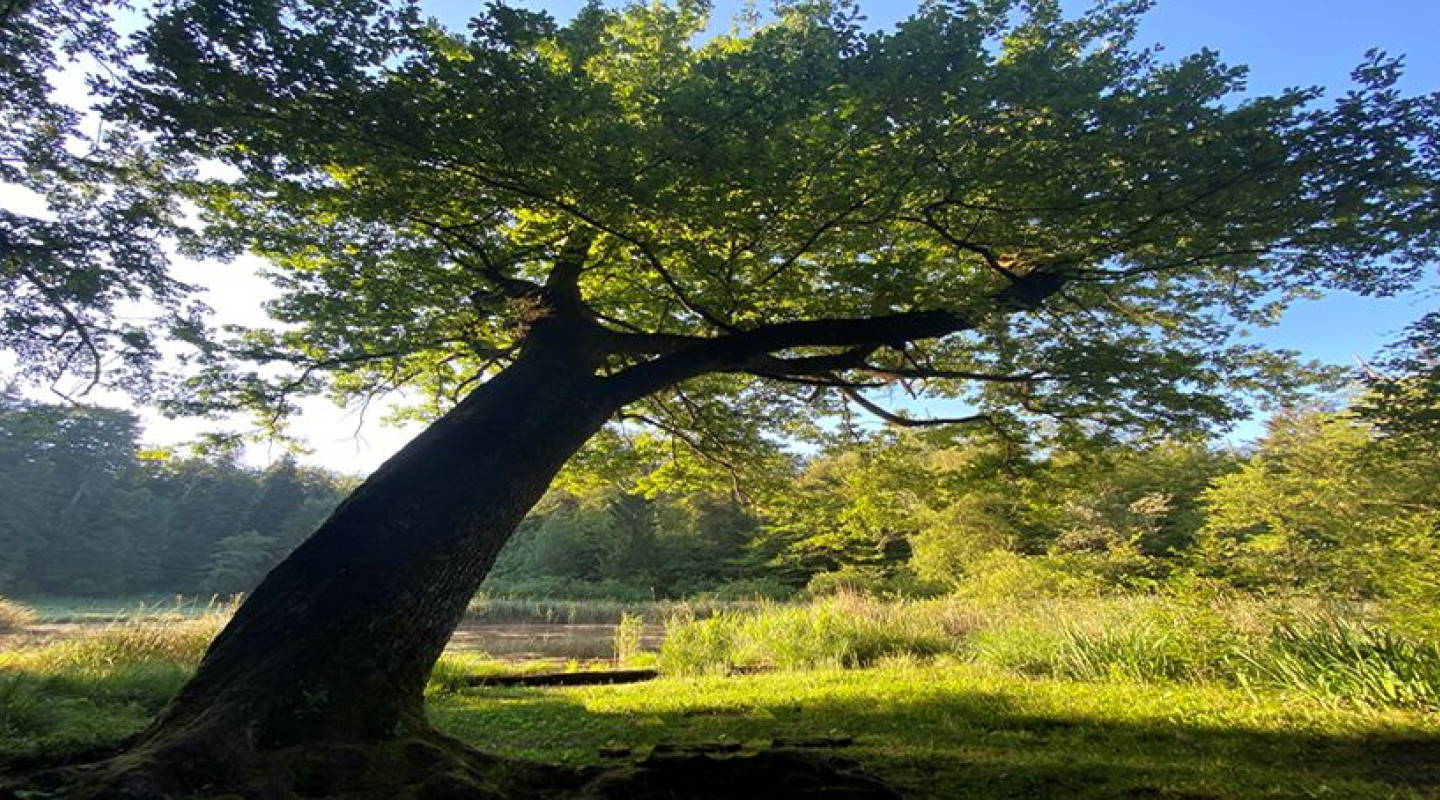 König Eichenbaum vom Chärwald erzählt uns Geschichten und Geschichte.