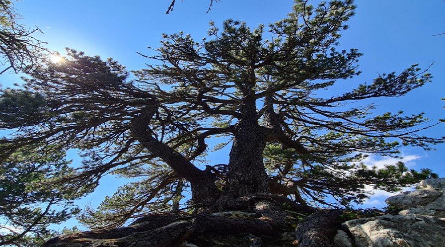 Die Pilatusföhre hoch oben am Berg grüsst alle Menschen weit unten im Tal.